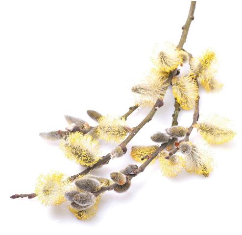 Weide (Salix arctica und Salix callicarpea) - Naturkosmetik von Soley Organics